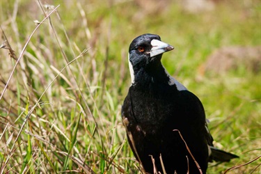 Australian magpie