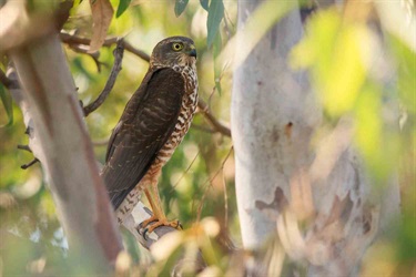 Brown goshawk