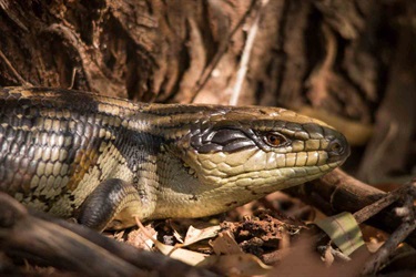 Eastern blue tongue lizard