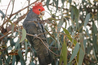 Gang gang cockatoo