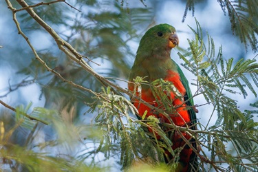 King parrot