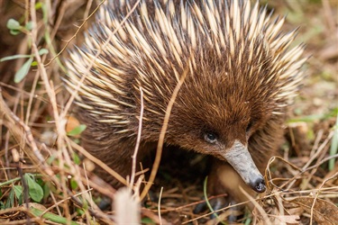 Short beaked echidna