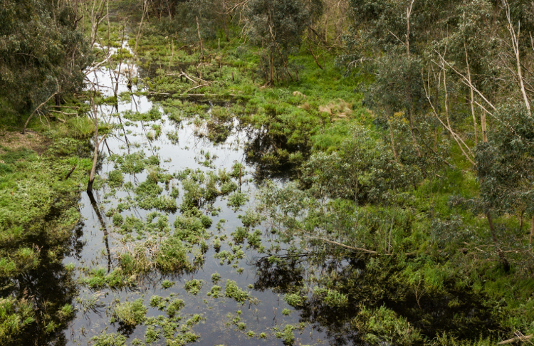 Banyule Billabong