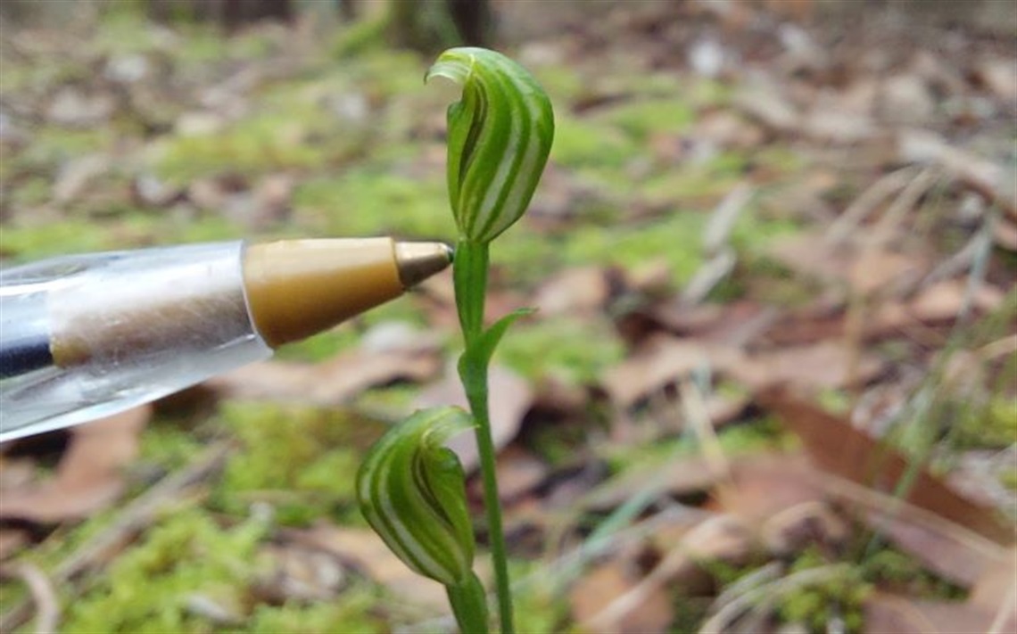 Pen in comparison to a tiny greenhood orchid