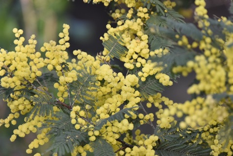 Wattle tree in bloom