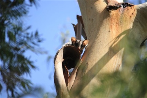 Possum in tree