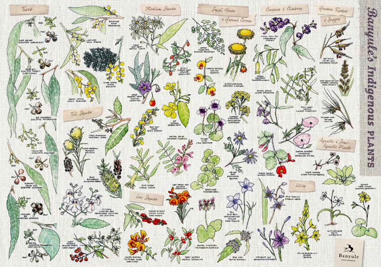 Banyule's native flora poster