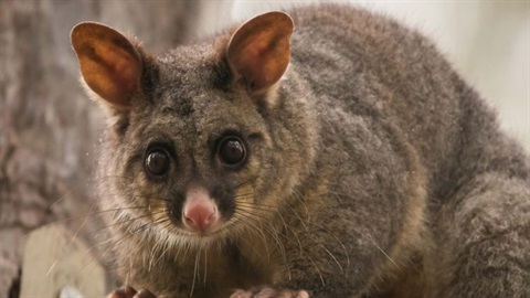 Brushtail possum