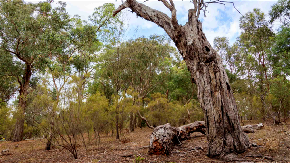 Anthony Beale Reserve landscape