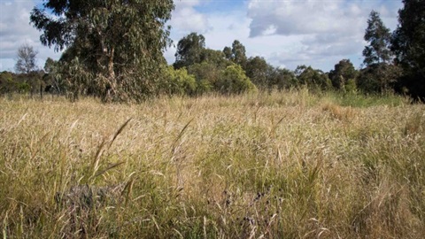 Banyule Northern Grassland Reserve landscape