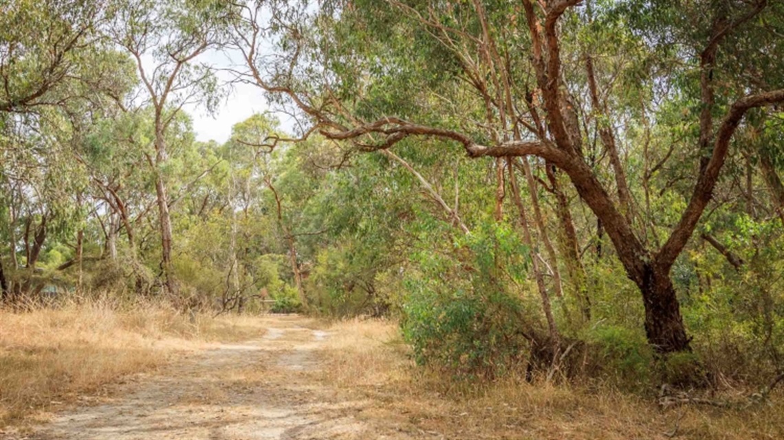 Belmont Bush Reserve landscape