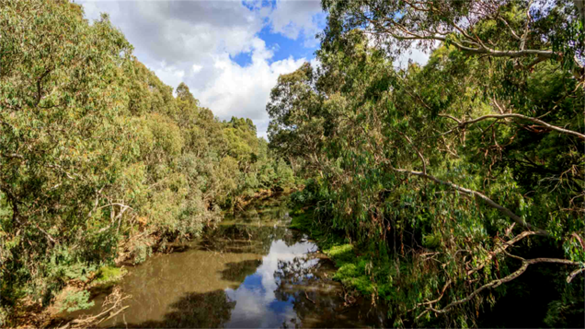 Burke Road North Reserve landscape