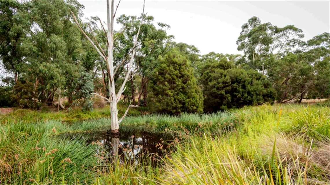 Cleveland Wetland Reserve landscape