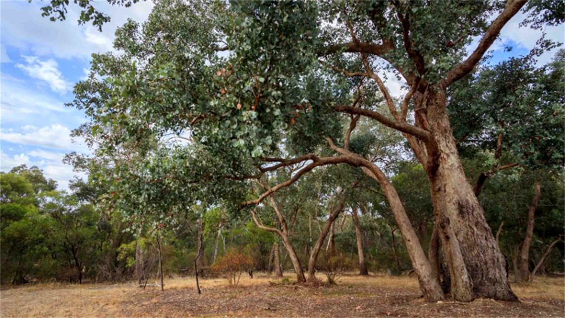 Dalvida Reserve landscape