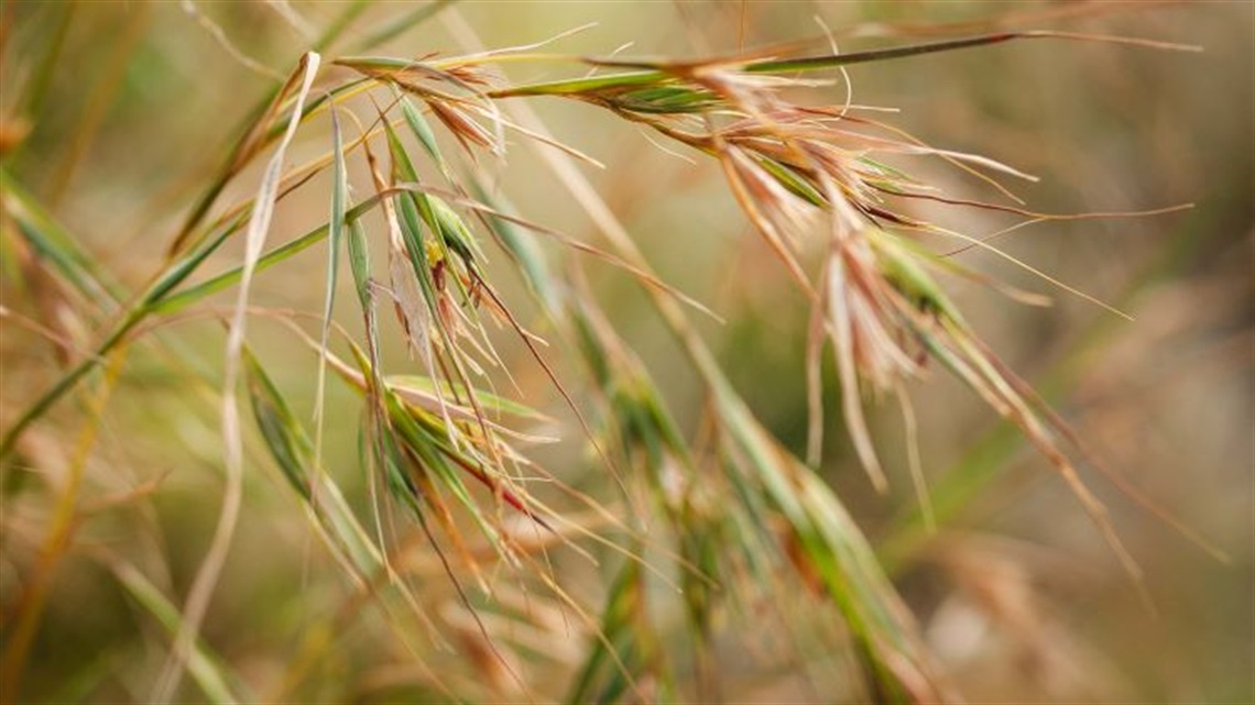 Darebin Parklands landscape