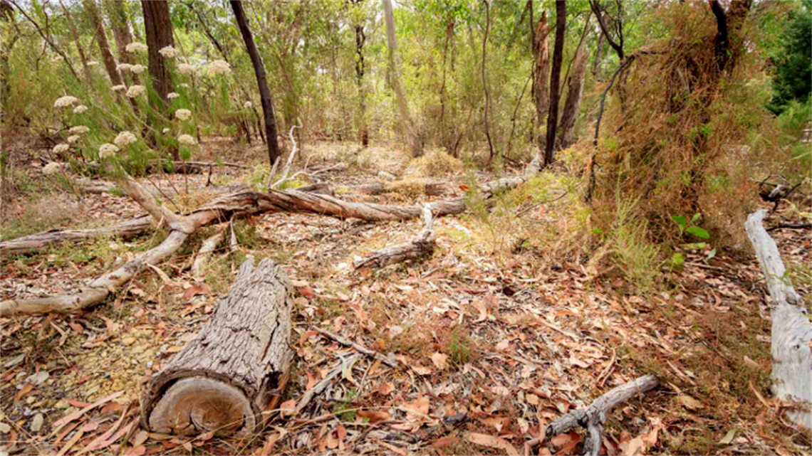 Liddesdale Bushland Reserve landscape