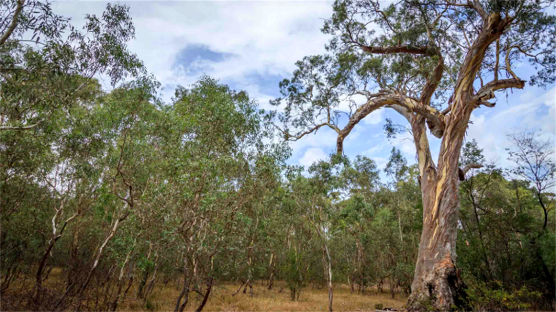 Marigolds Reserve landscape