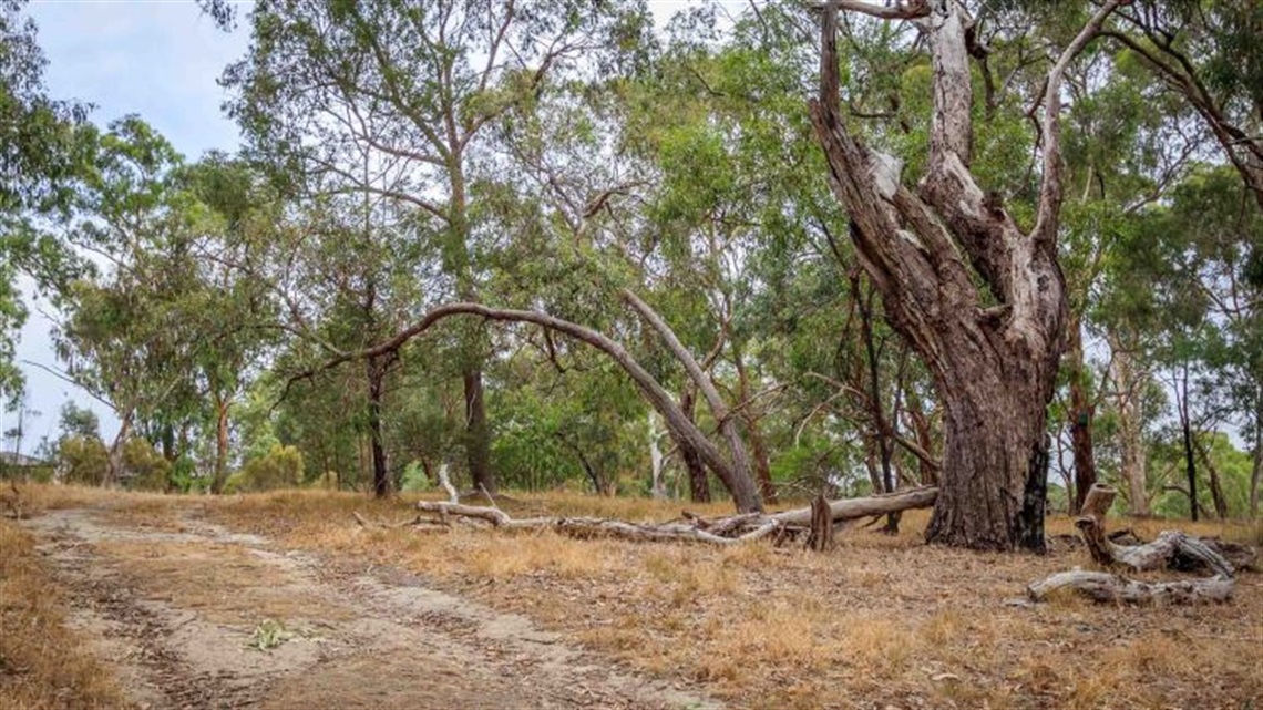 Rattray Road Reserve landscape