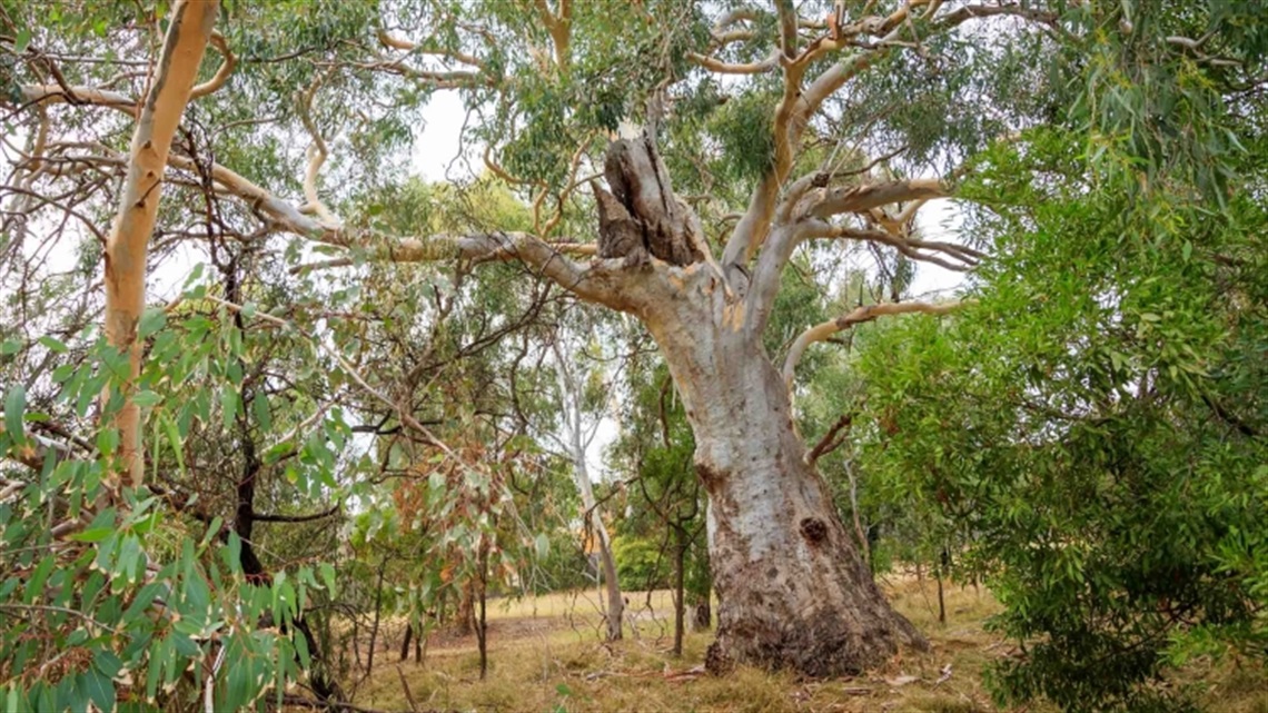 Rivergum Walk landscape