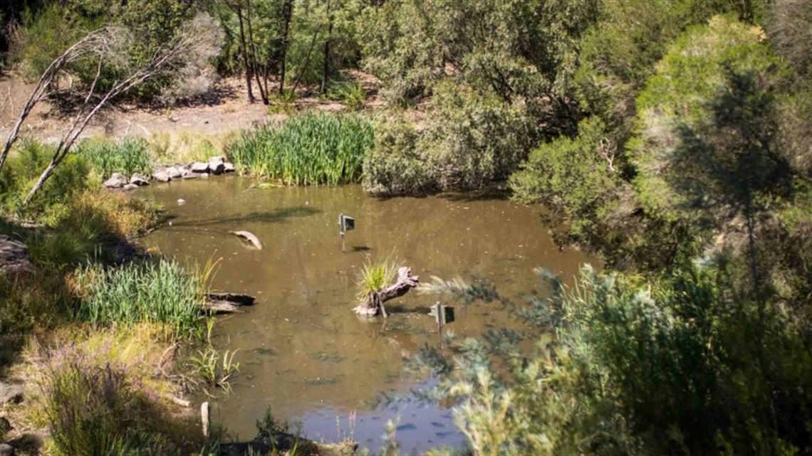 Southern Road Wetland landscape