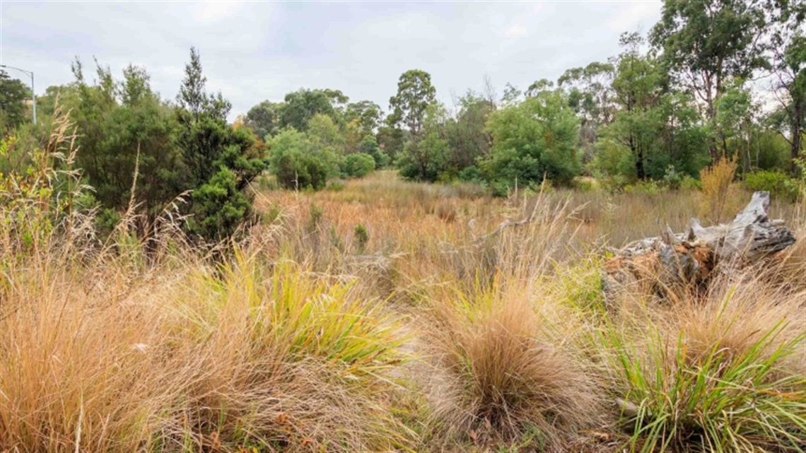 Warringal Parklands landscape