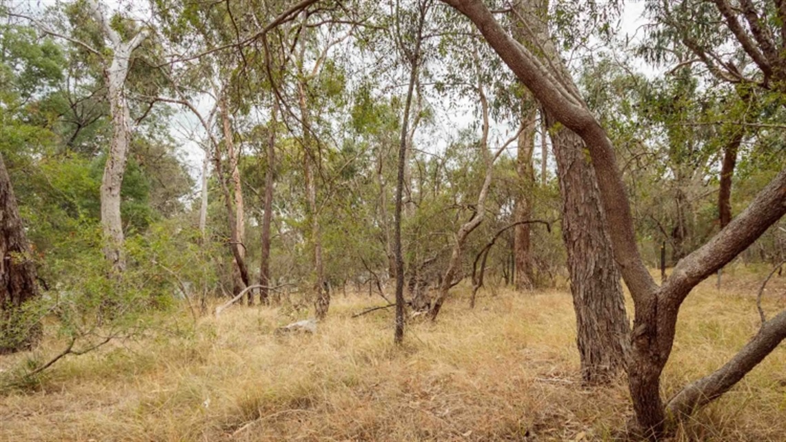 Wooded Way Reserve landscape