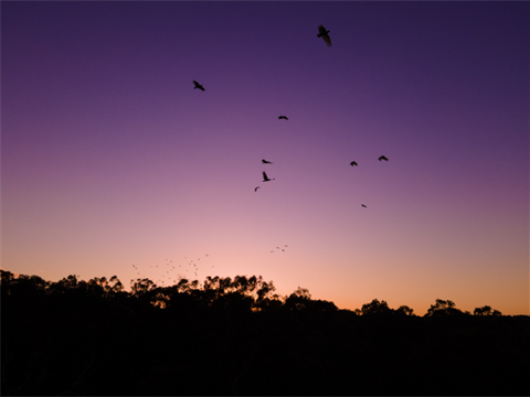 Birds flying above trees at dusk