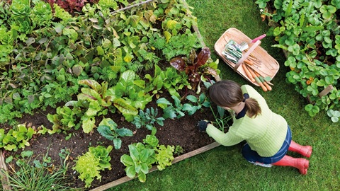 Bellfield Community Garden Festa