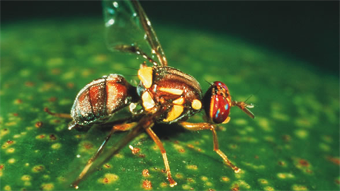 Queensland fruit fly