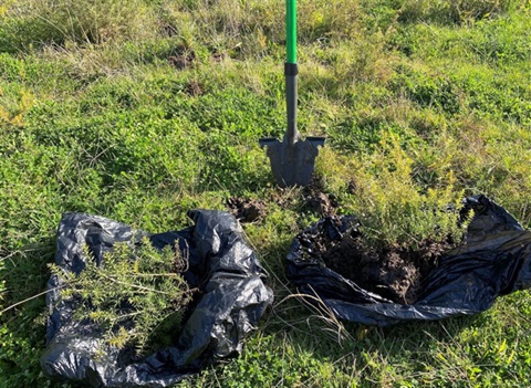 Shovel and plants in soil