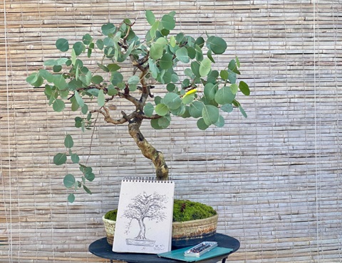 Bonsai tree and drawing