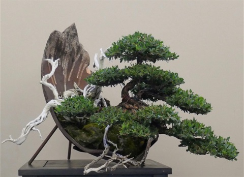 Coastal tree bonsai