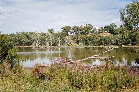 Pond and trees