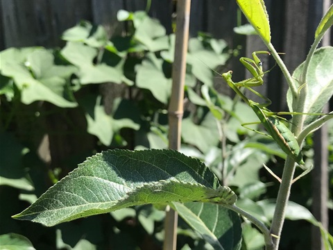 Praying mantis on garden plants