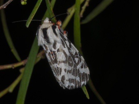 Native moth on branch