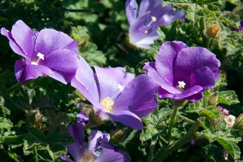 Purple hibiscus flower