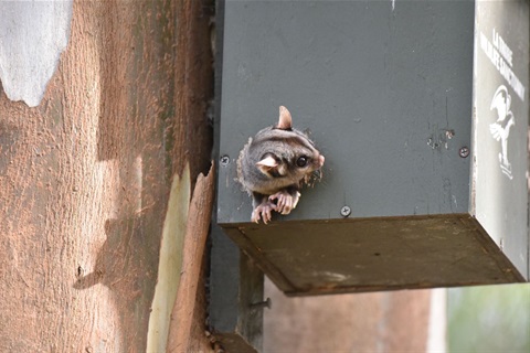 Varmint coming out of nesting box