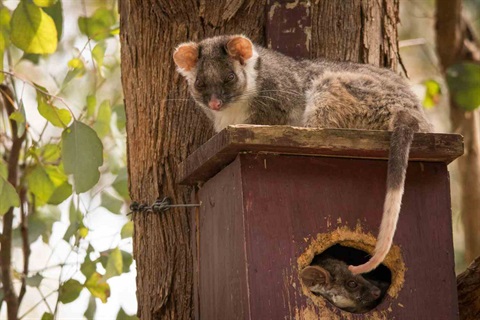 Common ringtail possum