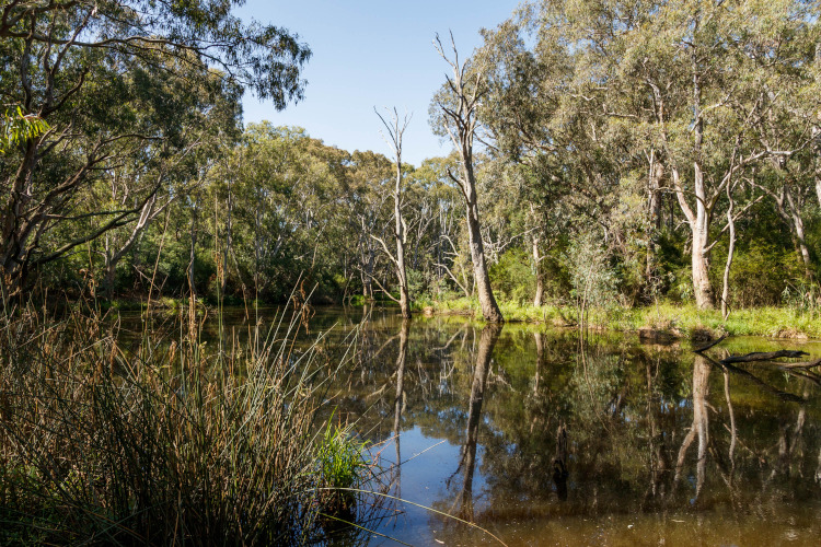 Wilson Reserve landscape