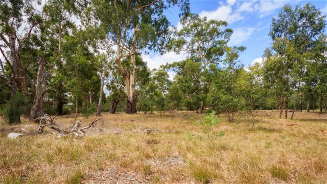 Yallambie Park landscape