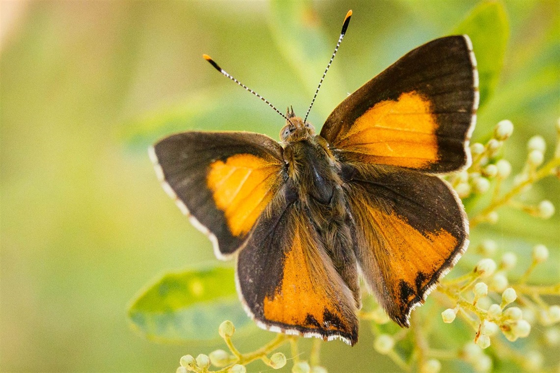 Eltham copper butterfly