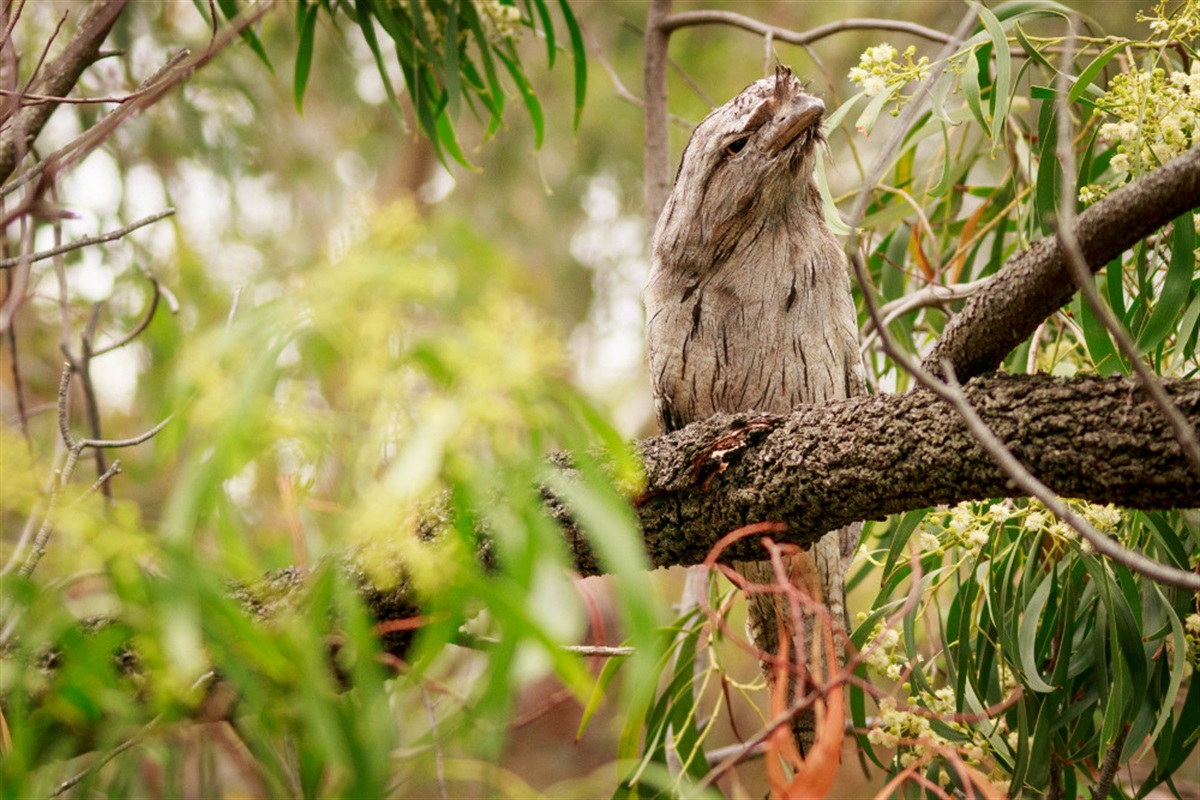 gardens-for-wildlife-banyule-council